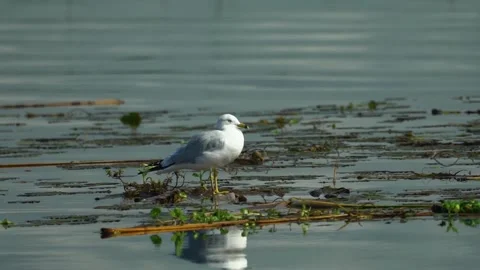 A bird standing next to a body of water Stock Footage 155403249