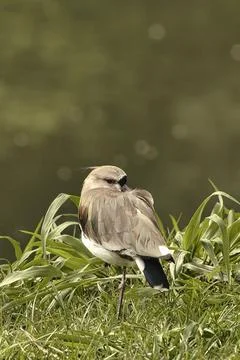 A bird is standing on a patch of grass Stock Photos
