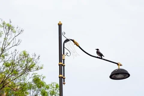Bird standing Stock Photos