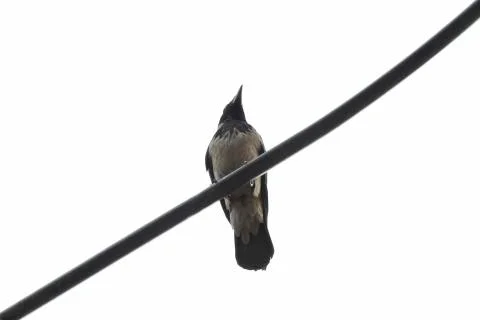 Bird standing 스톡 사진