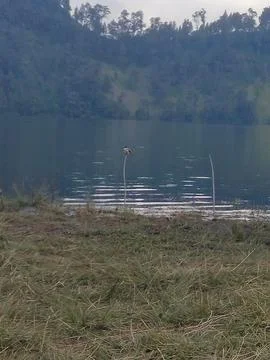 Bird standing 写真素材