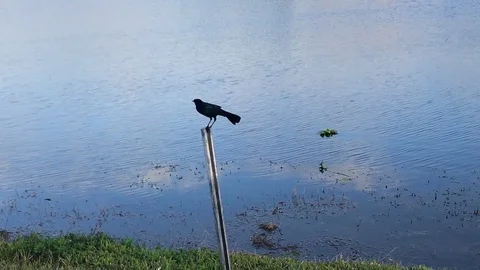 Bird standing on a pole and then flying away Stock Footage