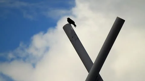 Bird standing on pole Stock Footage 10750430