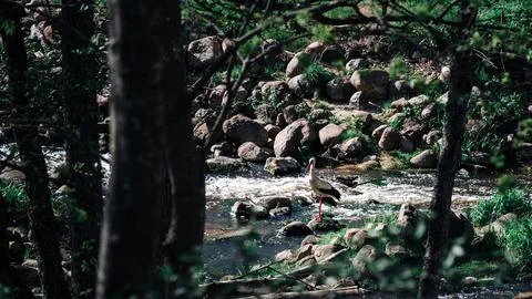 A bird is standing in a river with rocks in the background Stock Photos