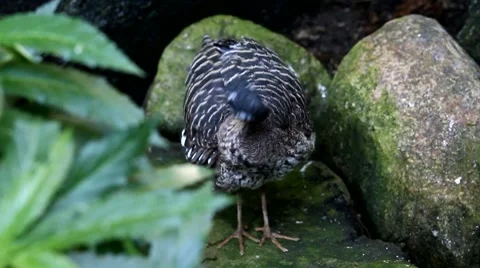 Bird standing on a rock cleaning itself Video stock 7762502