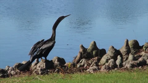 A bird standing on a rock next to a body of water Video stock 155395124
