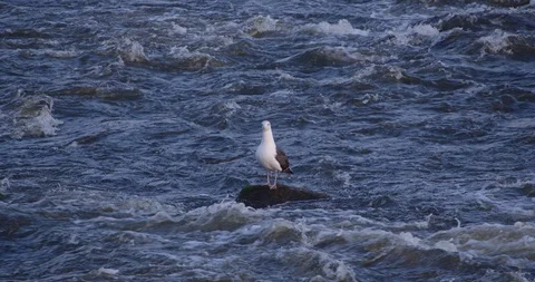 Bird standing on a rock in a river Stock Footage 115130373