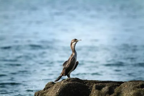 A bird is standing on the rocks close to the water Stock Photos