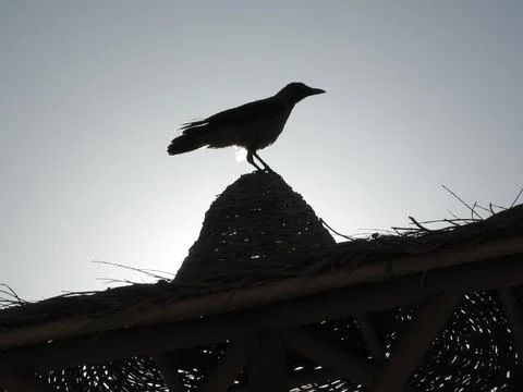 Bird standing on a rustic rooftop at sunset Stock Photos