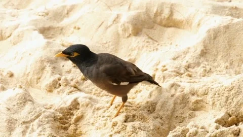 Bird standing in the sand Stock Footage 255872624