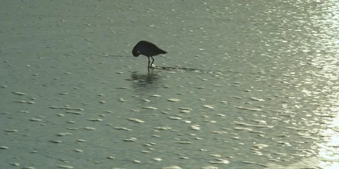 Bird standing in the shallow sea waves on the coast at dusk Video stock 103487751