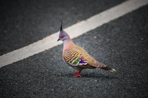 Bird standing on the side of a road Stock Photos