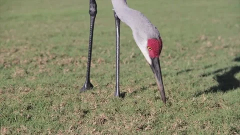A bird standing on top of a grass covered field Stock Footage 155355014