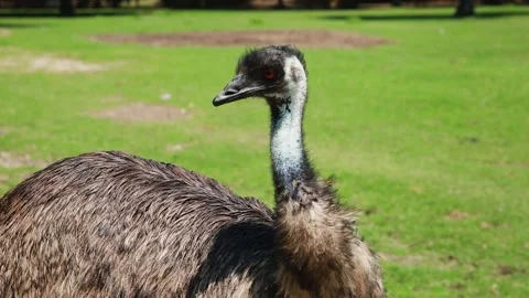 A bird standing on top of a grass covered field Stock Footage 155356700