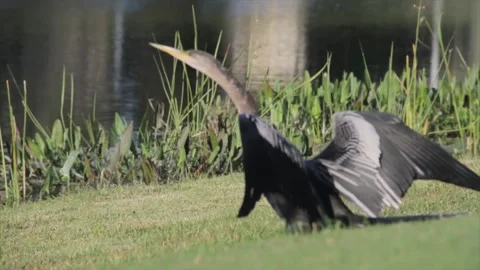 A bird standing on top of a grass covered field Stock Footage 155393035
