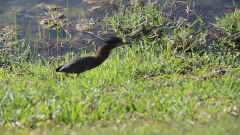 A bird standing on top of a grass covered field Stock Footage 155397180