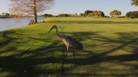 A bird standing on top of a grass covered field Video stock 155401027