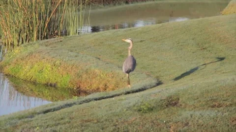 A bird standing on top of a grass covered field Stock Footage 155403157