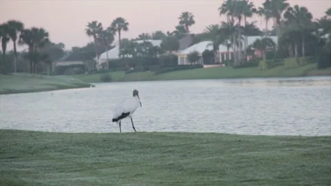 A bird standing on top of a grass covered field Stock Footage 155403403