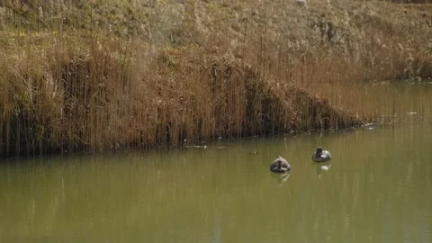 A bird standing on top of a lake Stock Footage 131961970