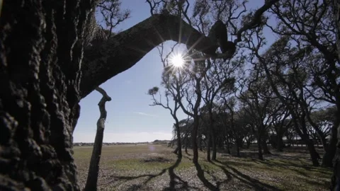A bird standing on top of a tree Stock Footage 156013288