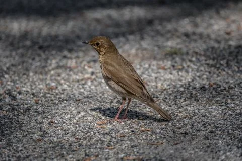 Bird standing on a trail Stock Photos