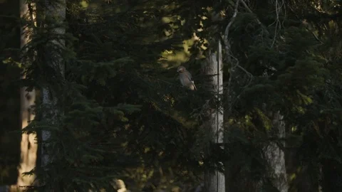 Bird standing on a tree branch Stockbeeldmateriaal 92408624