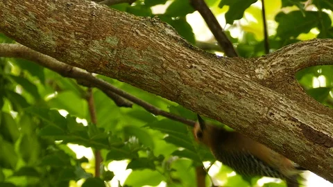 Bird standing under large tree branch hiding from the sun Stock Footage 123673759