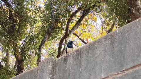 Bird Standing on Wall with Trees in Background Stock Footage 325525726