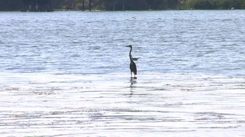 Bird standing in water Stockbeeldmateriaal 37032640