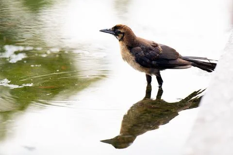 Bird Standing in Water with Reflection Stock Photos