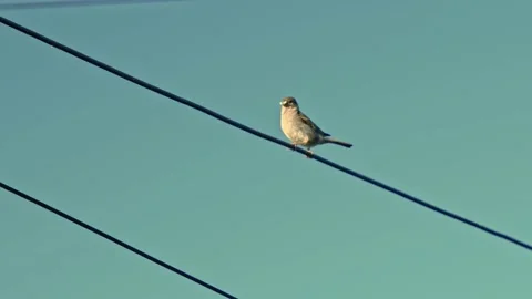 Bird Standing on a wire 4K slowmotion Video stock 147564281