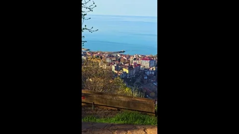 A bird is standing on a wooden table Stock-Footage 273003767