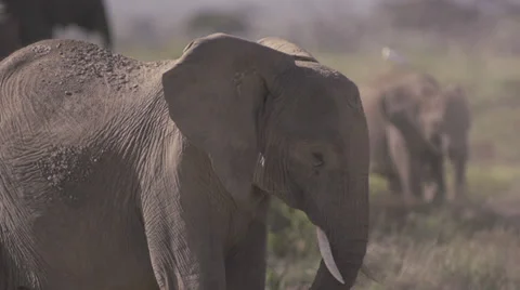Bird standing on a young elephant  Stock Footage 33531287