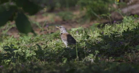 The bird stands on the grass in the sun, 4K slomo Stock Footage 244314232