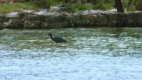 A bird stands in the ocean in Cuba Video stock 173536314