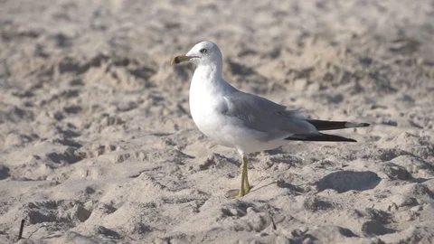 Bird stares down the barrel. Stock Footage 93593462