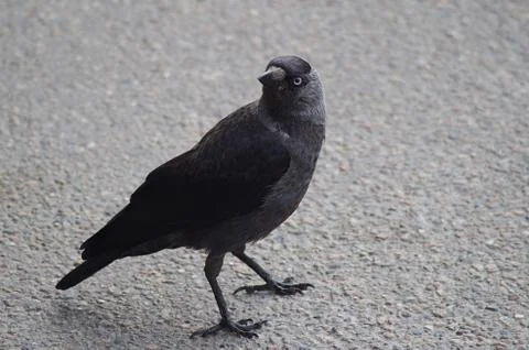 Bird staring Stock Photos