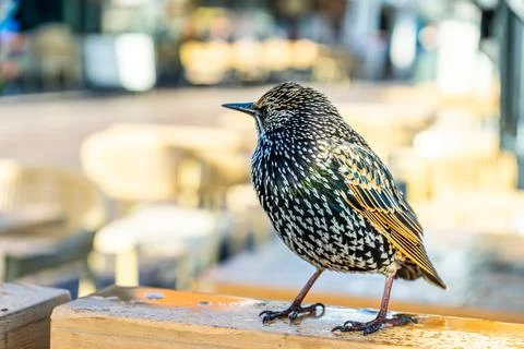 Bird Starling Sturnus Stock Photos
