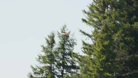 Bird starting to fly Stock Footage 318792715