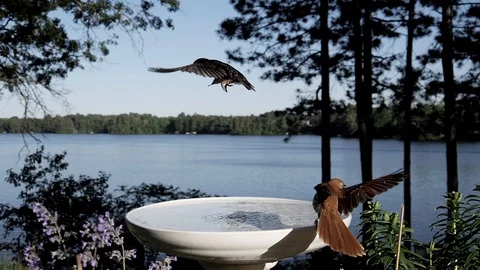 Bird startled by another bird while getting a drink from the bird bath. Video stock 94744521