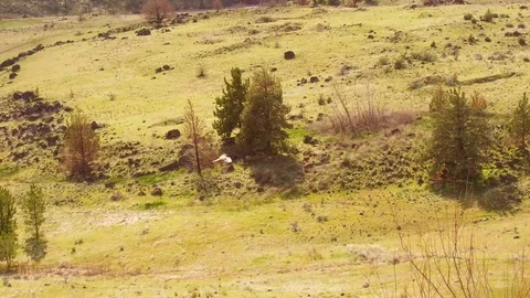 Bird in Stationary Flight Stock Footage 105682755