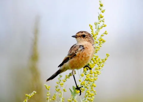 Bird of the steppes Stock Photos