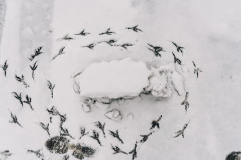 Bird steps in circle on winter snow floor. Stock Photos