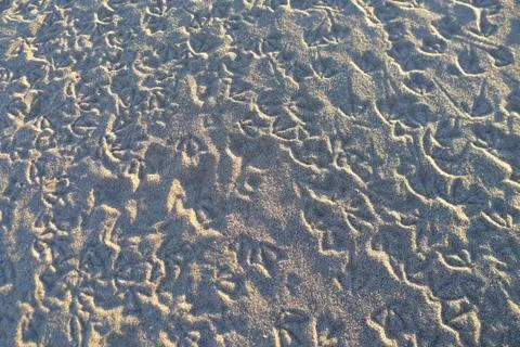 Bird steps in sand Фото