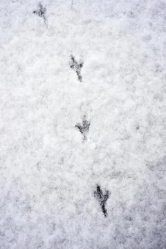 Bird steps in the snow Stock Photos