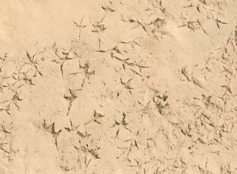 Bird steps in water Stock Photos