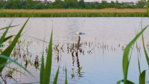 Bird on a stick in a calm river or lake at sunset or sunrise Stock Footage 326272990