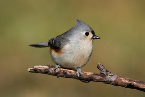 Bird on a stick Stock Photos