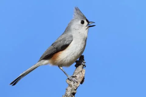 Bird on a stick Stock Photos